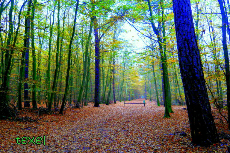 Partij voor de bomen op Texel Meldpunt Bomenkap